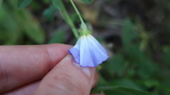Convolvulus tricolor tricolor
