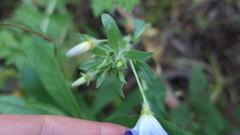Convolvulus tricolor tricolor