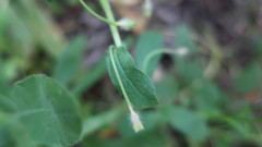Convolvulus tricolor tricolor