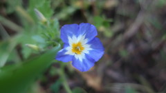 Convolvulus tricolor tricolor