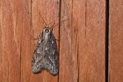 Semioscopis aurorella