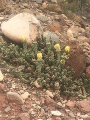 Grusonia