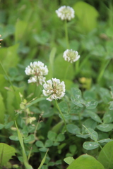 Trifolium repens