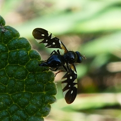 Oxyaciura tibialis