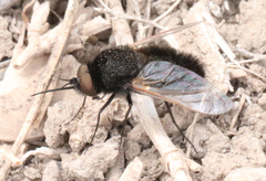 Pantarbes willistoni