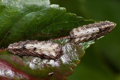 Meligramma triangulifera