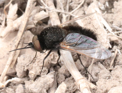 Pantarbes willistoni