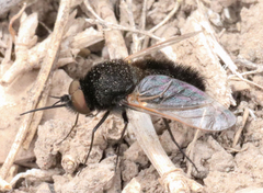 Pantarbes willistoni