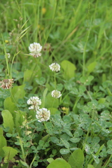 Trifolium repens