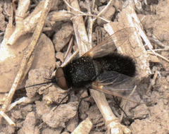 Pantarbes willistoni