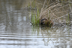 Ondatra zibethicus zibethicus