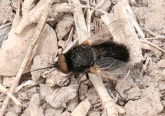 Pantarbes willistoni