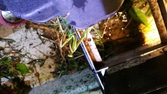 Stagmomantis floridensis