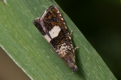 Dichrorampha sequana