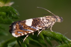 Dichrorampha sequana