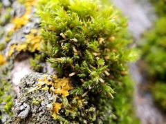 Lewinskya elegans