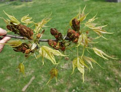 Liquidambar acalycina