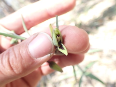 Fritillaria brandegeei