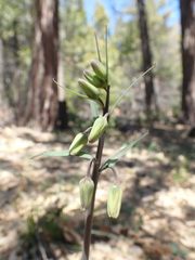 Fritillaria brandegeei