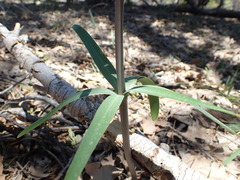 Fritillaria brandegeei