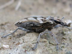 Coniocleonus