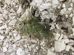 Asperula tephrocarpa
