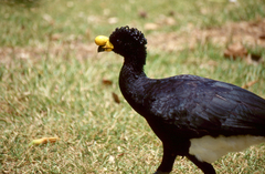 Yellow-Knobbed Curassow photo 1