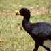 Yellow-knobbed Curassow - Photo (c) Bernard DUPONT, some rights reserved (CC BY-SA)