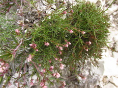 Asperula tephrocarpa