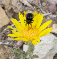 Pantarbes willistoni