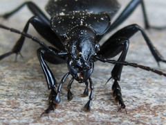 Carabus coriaceus