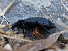 Carabus coriaceus
