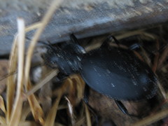 Carabus coriaceus