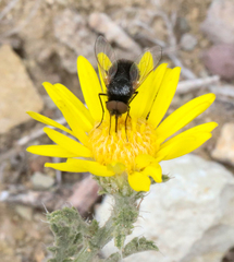 Pantarbes willistoni