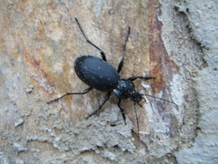 Carabus coriaceus