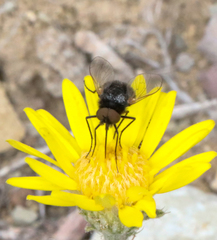 Pantarbes willistoni