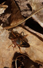 Teuchocnemis bacuntius