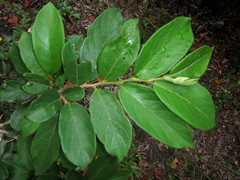 Antidesma venosum