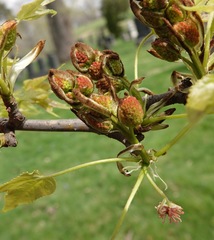 Liquidambar acalycina