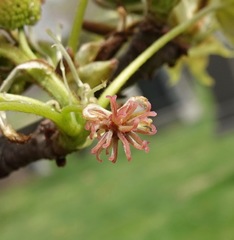 Liquidambar acalycina