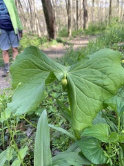 Trillium flexipes
