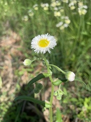 Quercifolium