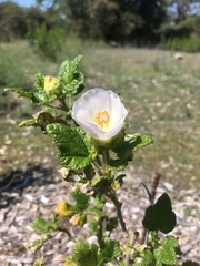Malacothamnus involucratus