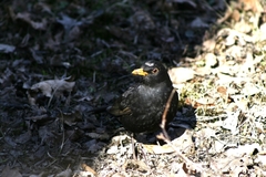 Turdus merula