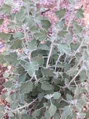 Malacothamnus arcuatus