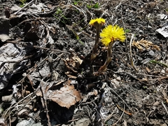 Tussilago farfara