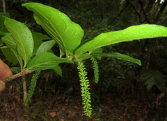 Antidesma venosum