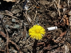 Tussilago farfara