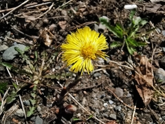 Tussilago farfara
