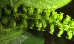 Antidesma venosum
